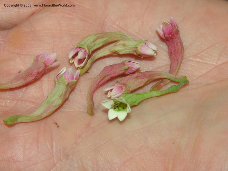 Quisqualis littorea--So. Africa. Lowveld Nat. Bot. Gard. 14 Mch 05. 087.jpg