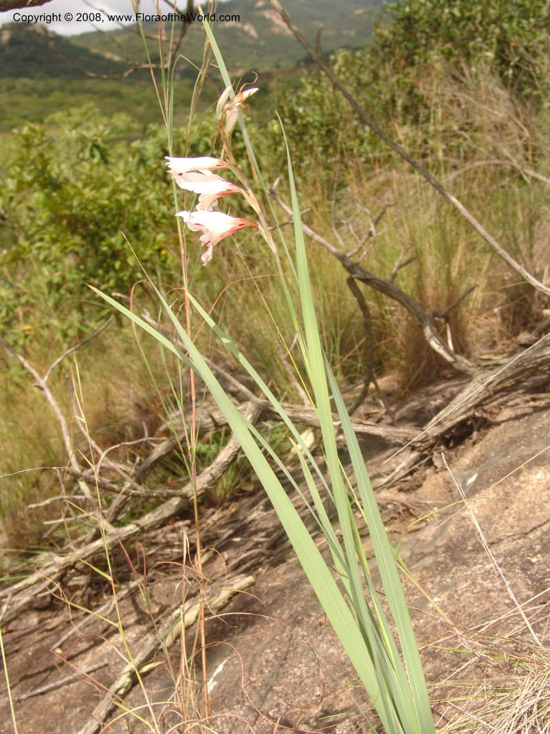 Gladiolus hollandii--So. Africa. Mpumalanga. Karino. Whyte Thorne Garden. 19 Mch 05. 277.jpg