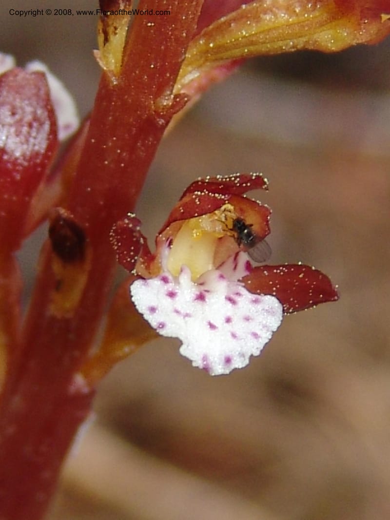 Corallorhiza maculata--CA. Mariposa Co. Yosemite Nat. Pk. Glacier Pt Rd.  27 Jun 06. 055.jpg