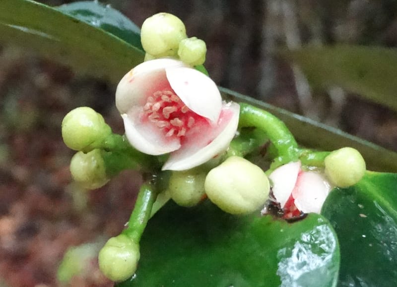Garcinia, Lowry, P 7407--New Caledonia. Creek Hervouet. 19 Nov 2015. DSC03817 (98).JPG