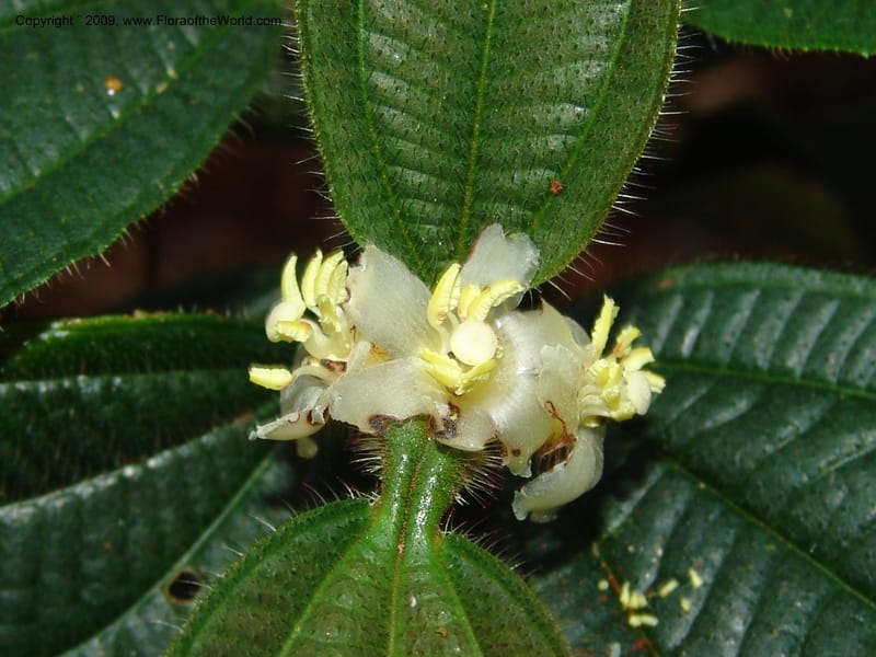 Tococa, DNeill15936--Ecuador. Prv. Zam. Ch. C del Condor. Wawaime plot. 22 Sep 07. 166.jpg