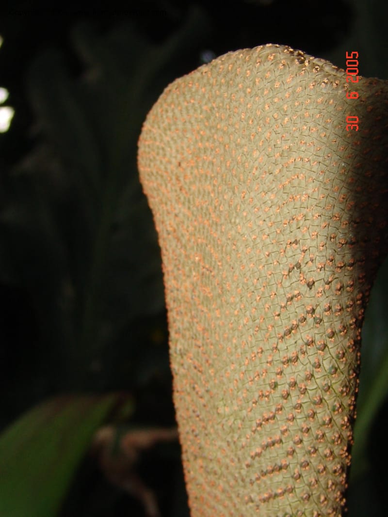Anthurium plowmanii, Araceae, Chicago-Garfield Conservatory 6-05 079.jpg