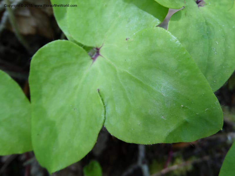 Hepatica, Davidson, C 12982--North Carolina. Clay Co. Perry Gap Rd, Barnard's Cr. 13 May 2015. DSC04860 (40).JPG
