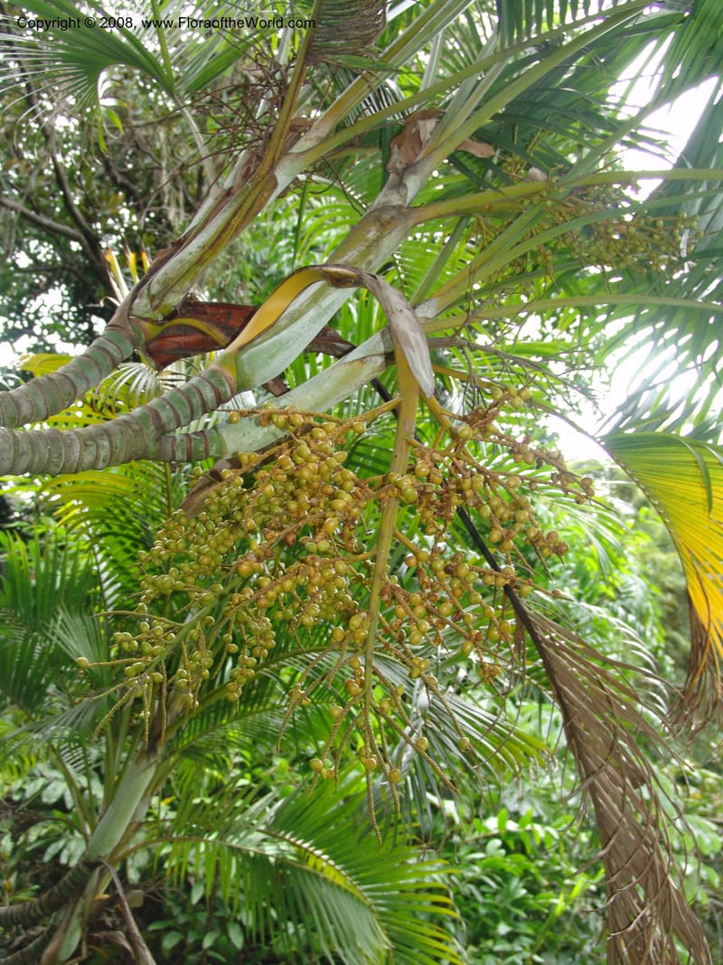 Chrysalidocarpus lucubensis--So. Africa. Durban Bot. Garden. 14 Mch 05. 142.jpg