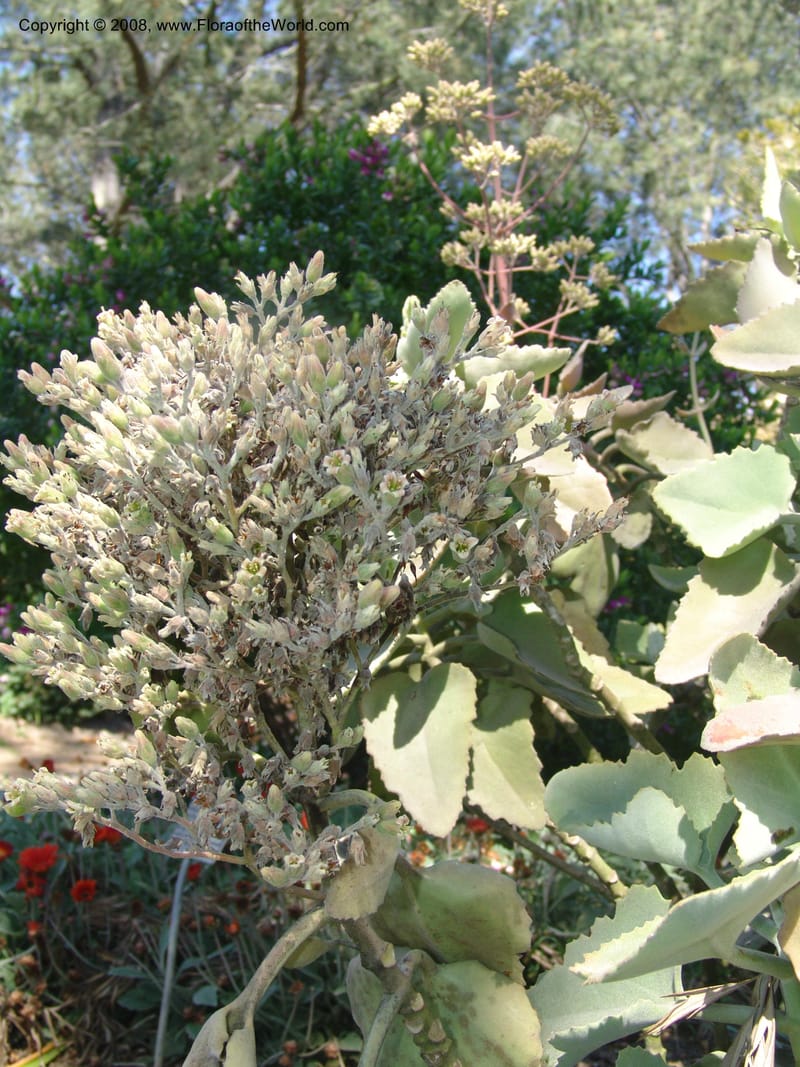Kalanchoe beharensis--CA. Quail Botanical Garden. 9 Apr 05. 189.jpg