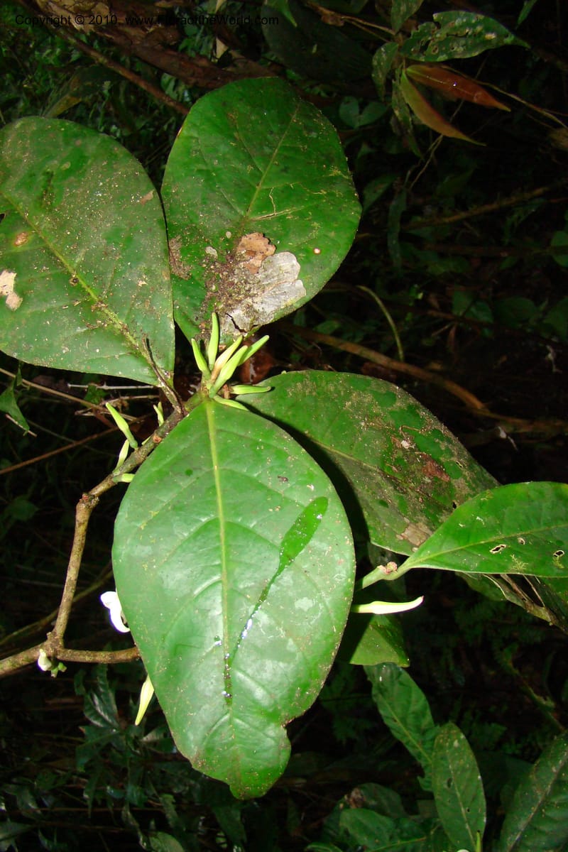 Coussarea, R. Vasquez 34530--Peru. Loreto. Distr. Nauta. Parq. Nac. Pacaya Samiria. 4 Nov 08. 082.jpg