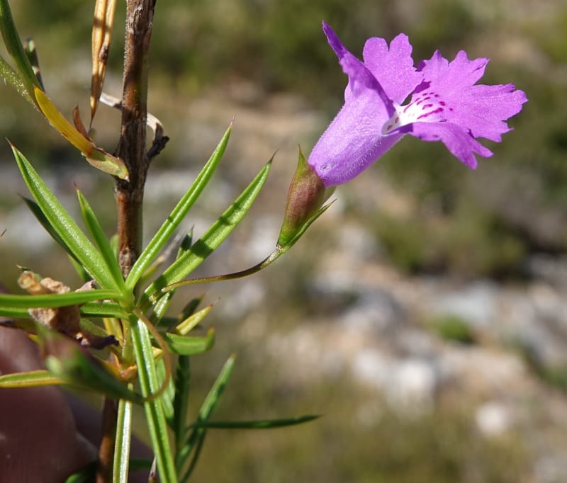 Hemiandra pungens, Davidson, C 13446--Australia. W.A. Beekeeper's Trek. 25 Oct 2016. DSC05537 (102).JPG