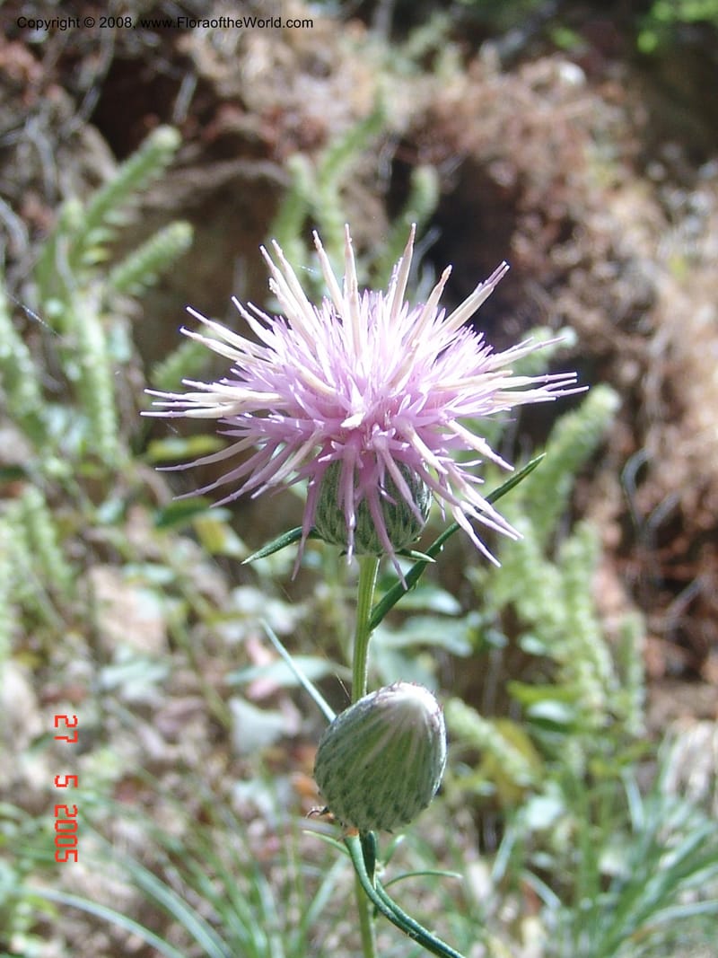 Ptilostemon chamaepeuce--Crete. Samaria Gorge. 27 May 05. 137.jpg