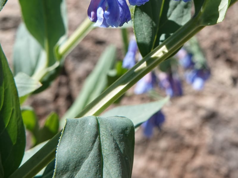 Mertensia ciliata, C. Davidson 13875--ID. Fremont Co. Sawtelle Pk. Stop 7. 30 Jul 2018. DSC08259 (4).JPG