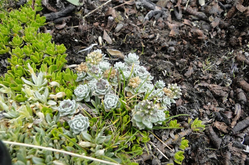 Draba, Ulloa 2022--Ecuador. Napo. Volcan Antesana. 2 Jun 2011. 063.jpg