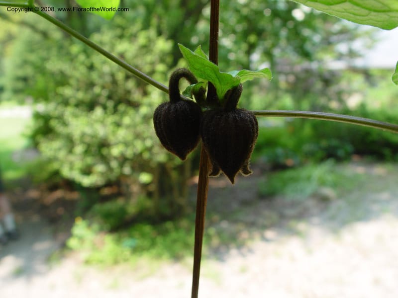 Clematis fusca--CT. Branford. Dr. Nickou's private garden. 27 Jun 03 052.jpg