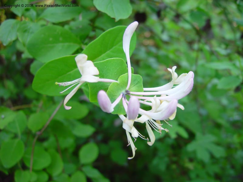 Lonicera caprifolium--Italy. Abruzzo. Res. Torino di Sangro. 5 May 03. 058.jpg