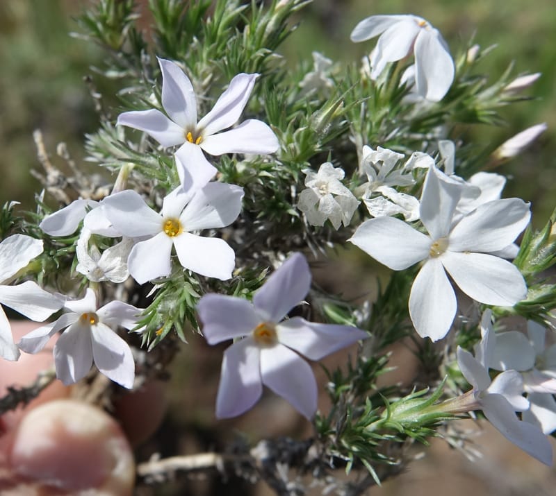 Phlox hoodii, C. Davidson 13543--ID. Blaine Co. Rock Creek Preserve. TNC. 13 May 2017. DSC00171 (59).JPG