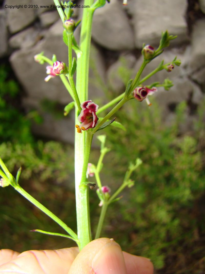 Scrophularia canina, C.Davidson 11175--Slovenia, Notranjska Region, 2 km W of Skocjan on Rd. 301, 16 May 2008.030 (12).jpg