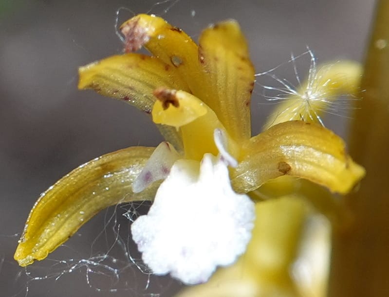 Corallorhiza maculata var. occidentalis, Davidson 13797--ID. Valley Co. Sylvan Beach. 25 Jun 2018. DSC05593 (20).JPG