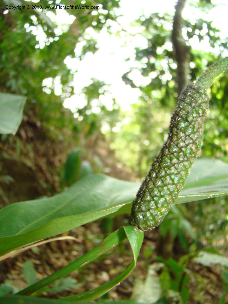 Anthurium acutifolium, B. Hammel 24632--Costa Rica. Puntar. rd betw Atenas and Orotina. 10 Apr 08. 043 (4).jpg