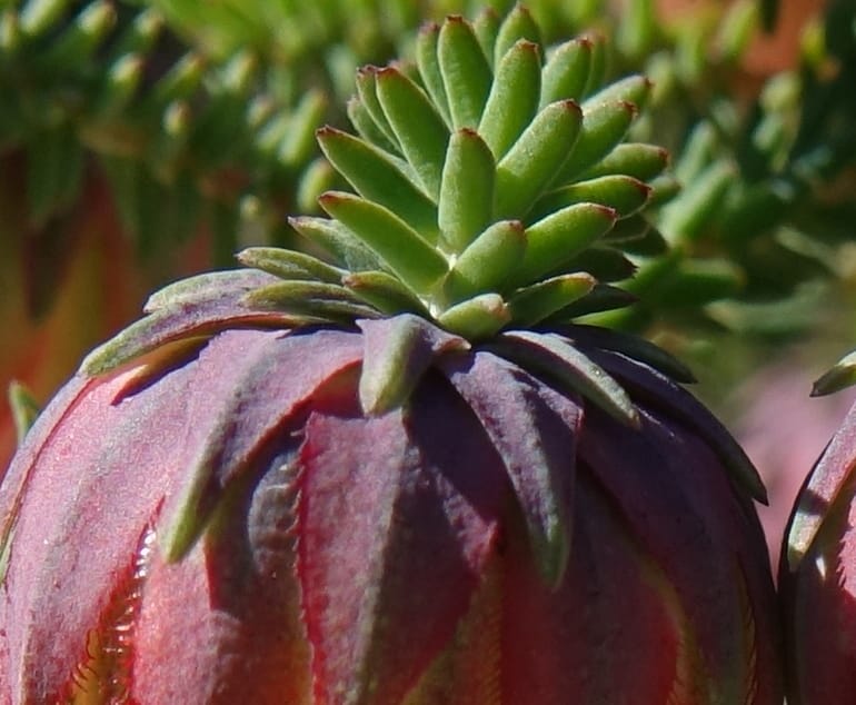 Darwinia polychroma, Davidson, C 13416--Australia. W.A. Past Coorow Rd. 23 Oct 2016. DSC04729 (32).JPG