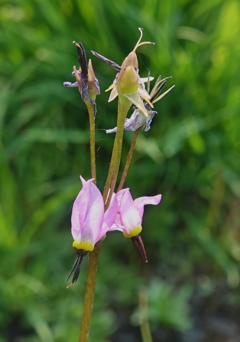 Dodecatheon alpinum, Davidson 14247--OR. Harney Co. Steens Mtn. July 2021. DSC09986 (1162).JPG