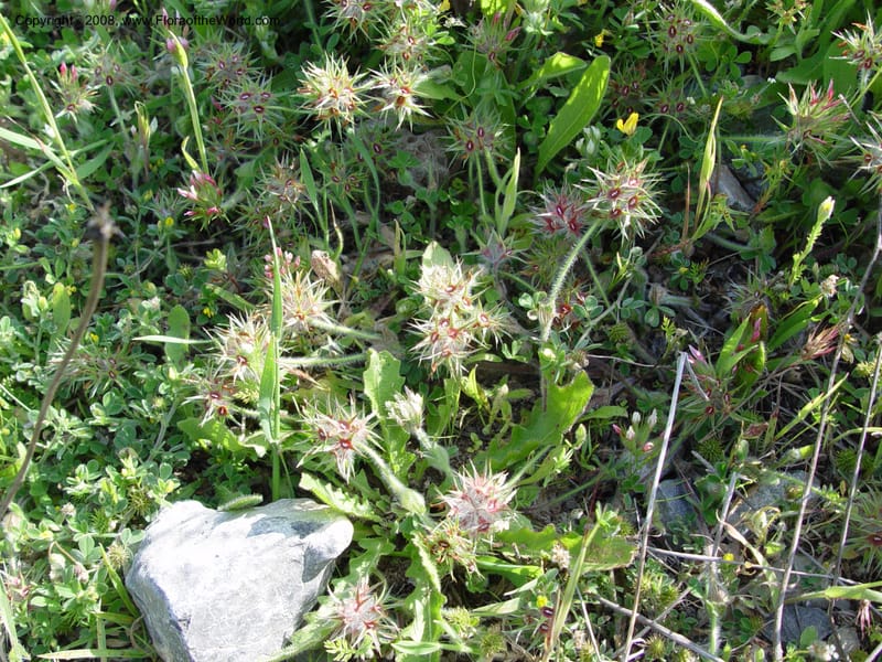 Trifolium stellatum--Spain. Andalucia. E of Orgiva. Barranco de los Lobos. 14 Apr 04. 010.jpg