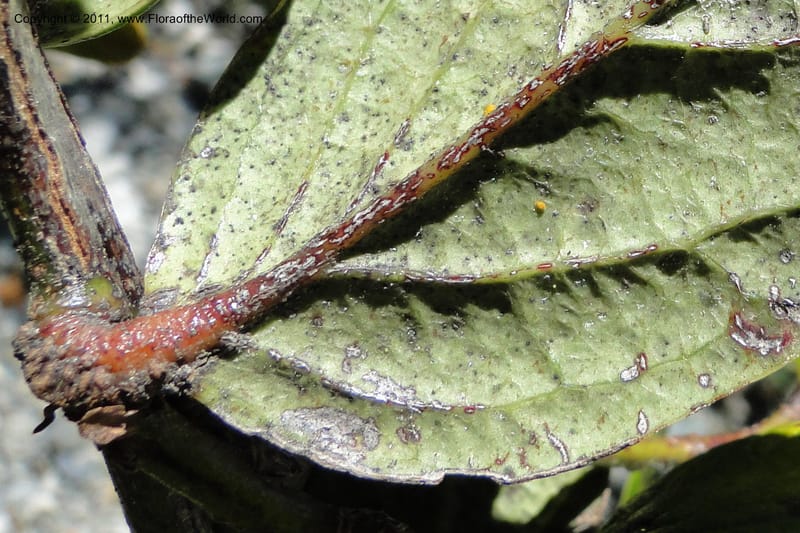 Cavendishia, Ulloa 2093--Ecuador. P. N. Sangay. 6 June 2011. 091 (6).jpg