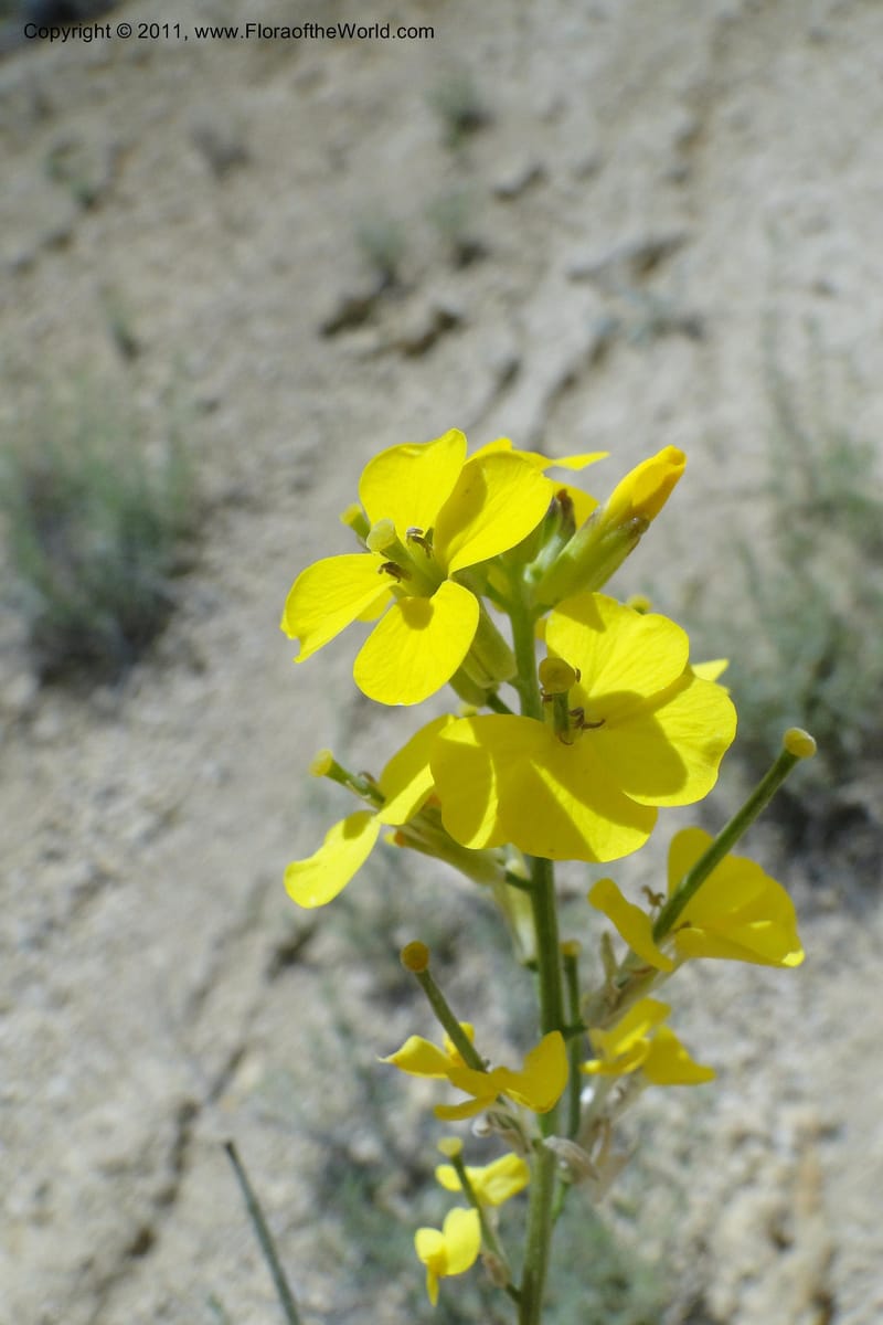 Erysimum capitatum, C. Davidson 11851--Oregon. Malheur Co. Leslie Gulch. 30 June 2011. 161 (6).jpg