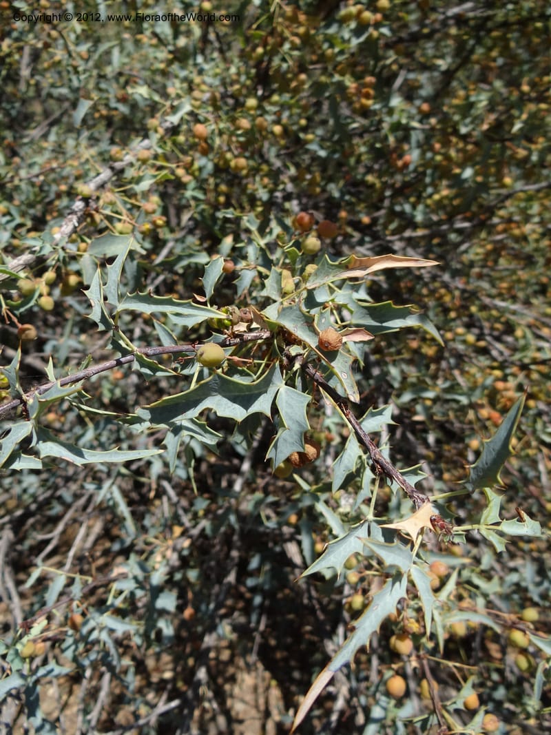 Berberis haematocarpa, Davidson, C 11937--AZ. Yavapai Co. Crown King Rd. 7 May 2012. DSC0894 1 (276).JPG