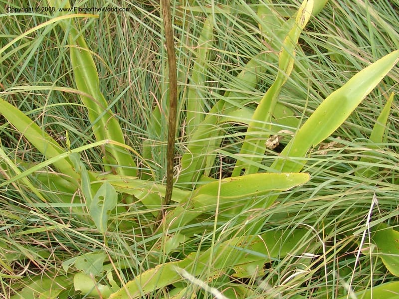 Chlorophytum crookianum--So.Africa. KZN. Midl. Meand. Granny Mouse. 13 Mch 05. 065.jpg