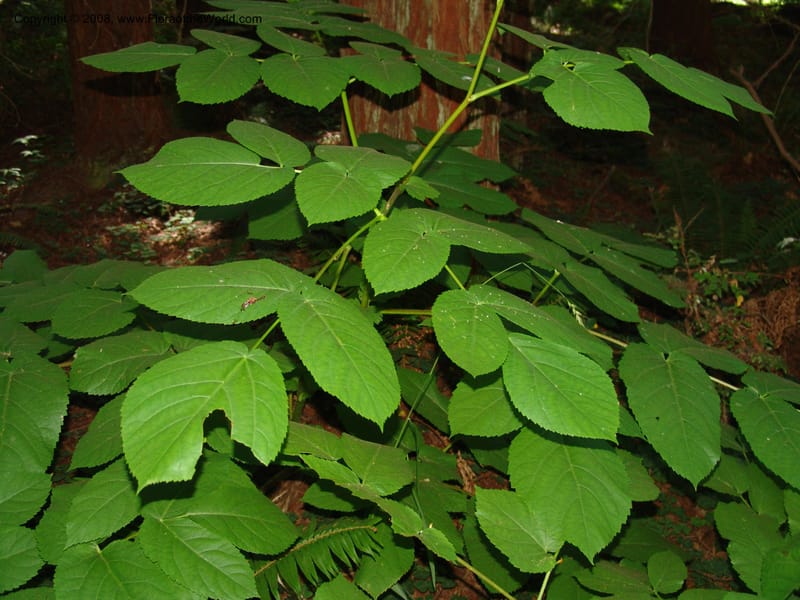Aralia californica--CA. Marin Co. Muir Woods Nat. Mon. 4 Jul 07. 015.jpg