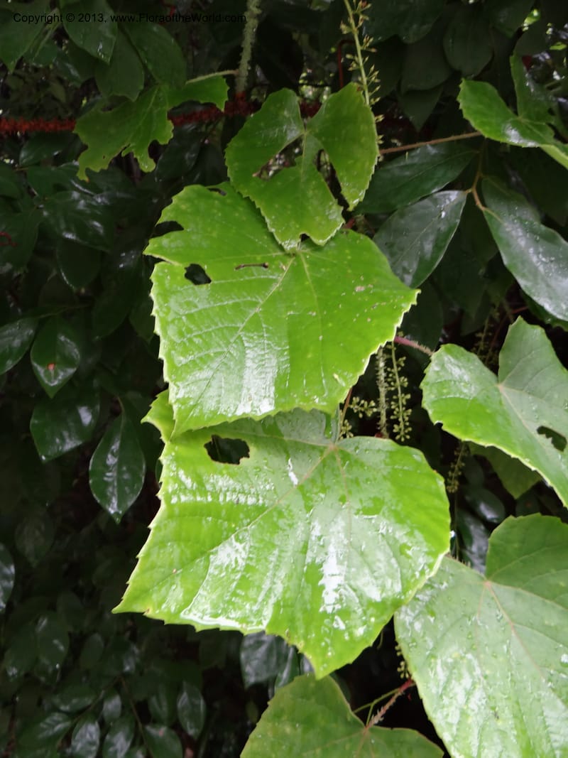 Vitis davidii, Davidson, C 12012--China. Anhui Prov. Huang Shan. 6 Jun 2012. DSC01928 (34).JPG