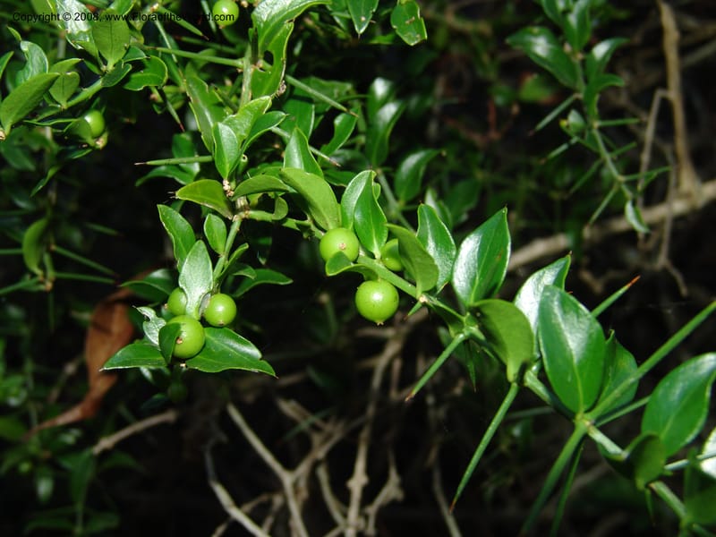Azima tetracantha--So.Africa. E. Cape. Maitland Nat.Res. 5 Mch 05. 103.jpg