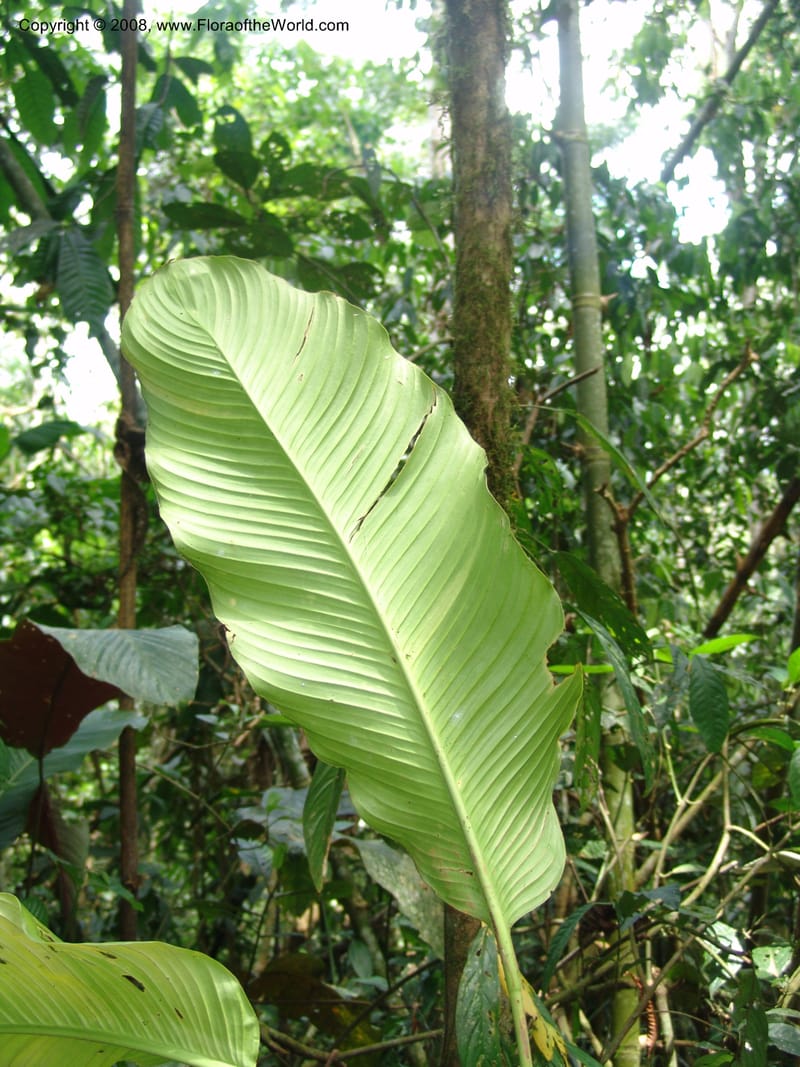 Chlorospatha, RVasquez32994--Peru. Pillcopata. Qbda Pini Pini. 29 Oct 07. 569.jpg