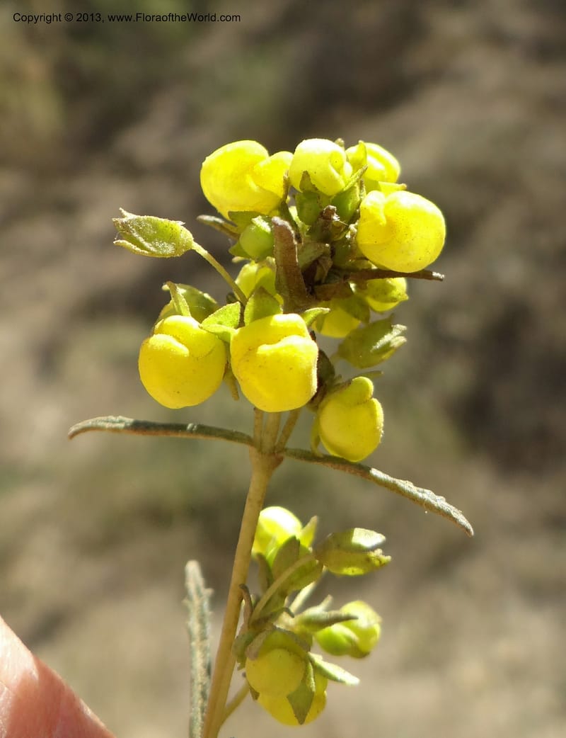 Calceolaria, WDS 34050--Chile. Pichilemu. 13 Feb 2013. DSC00590 (198).JPG
