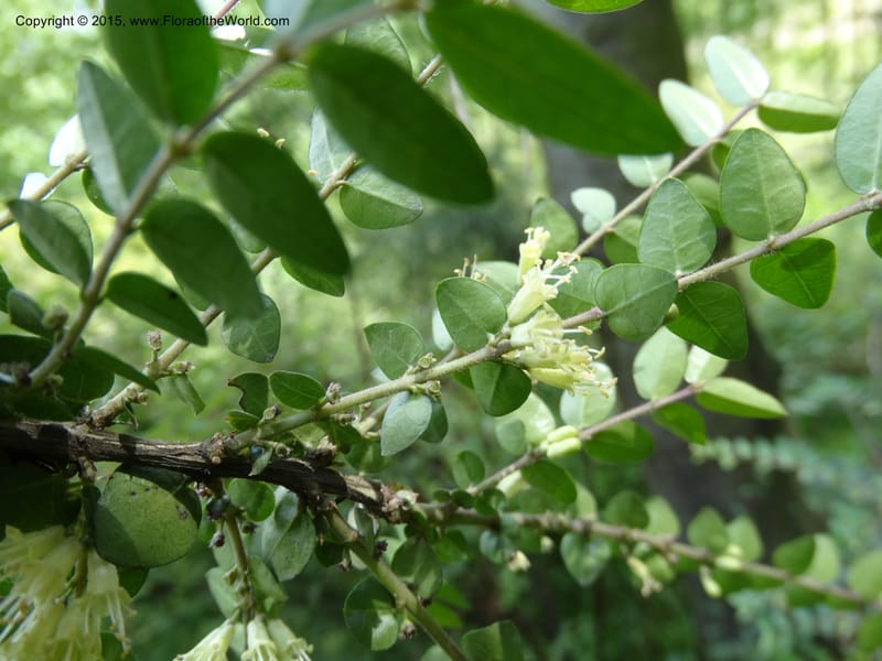 Lonicera, Boufford, D 43595--China. Sichuan. Tudiling Tunnel. 6 May 2014. DSC03860 (58).JPG