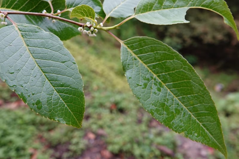 Ilex polyneura, D. Boufford 44125--China. Yunnan. Da Wei Shan. 2 May 2018. DSC01093 (324).JPG