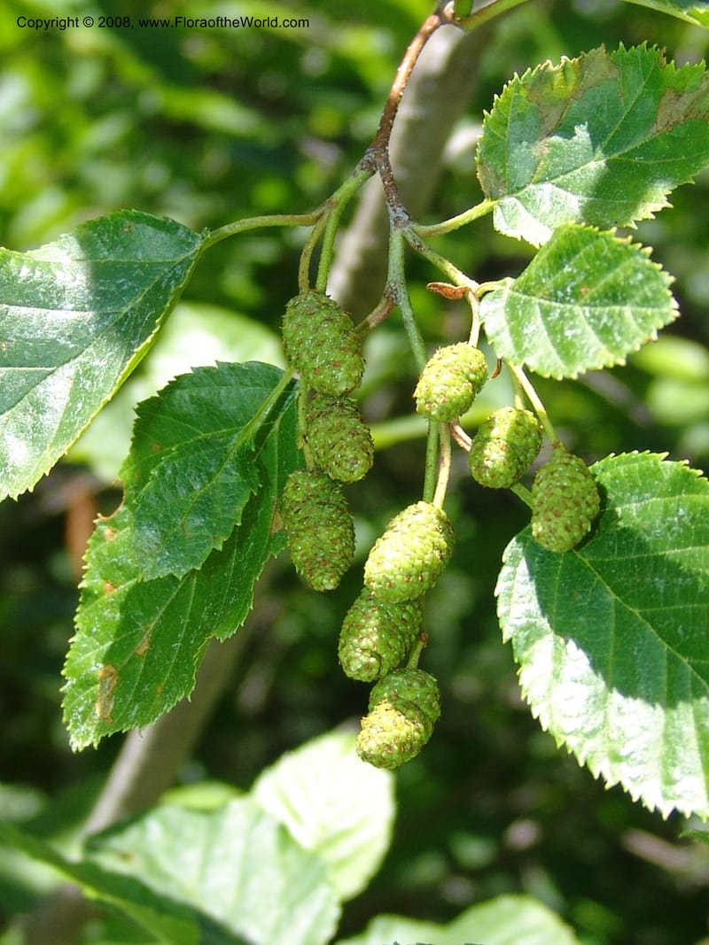 Alnus viridis ssp sinuata--ID. Valley Co. Sylvan Beach reservoir and trail. 24 Jul 05. 186.jpg