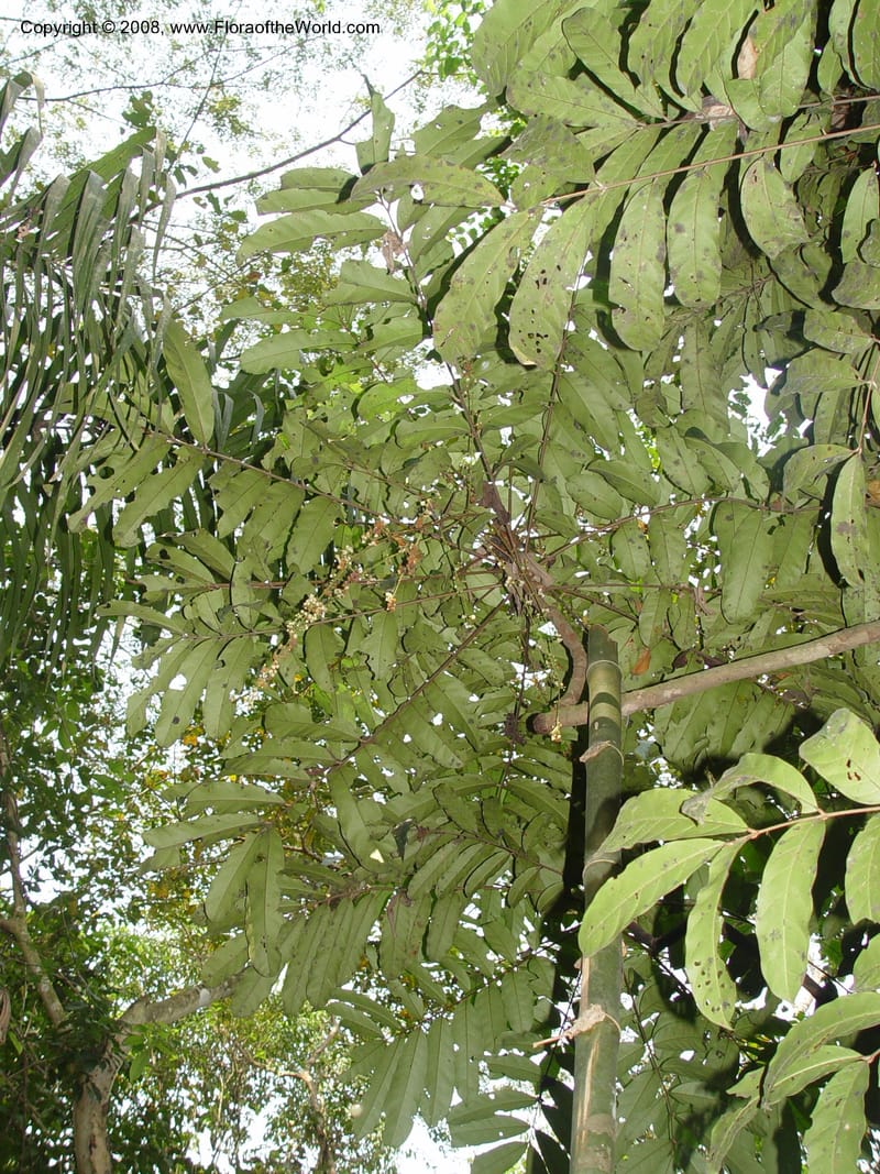 Carapa procera--Ghana. Aburi Botanic Garden. 11 Dec 03. 186.jpg