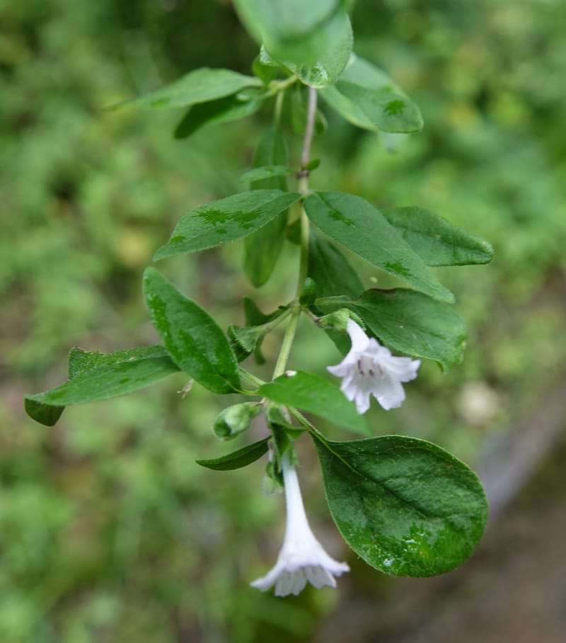 Leptodermis pilosa var. pilosa, C. Davidson 13764--China. Sichuan. Yibailingba-gou. 12 Aug 2017. DSC04660 (274).JPG