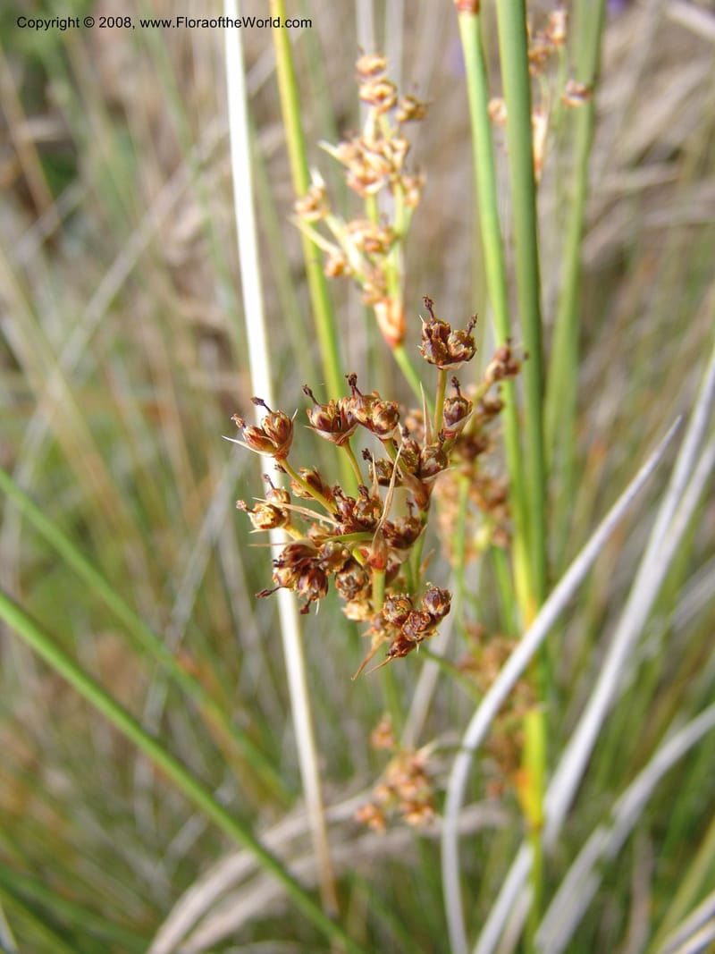 Juncus acutus, 93.0002--CA. UC Berkeley Bot. Garden. 31 May 07. 515.jpg
