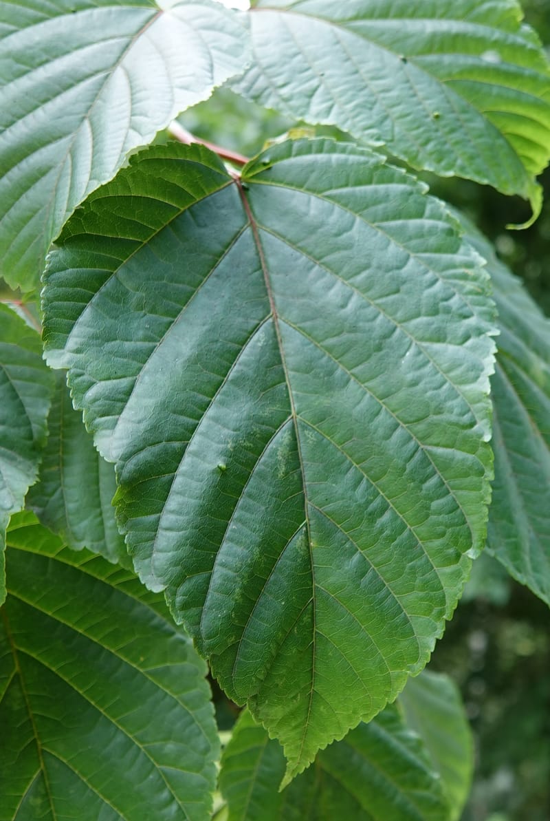 Acer davidii subsp. davidii, D. Boufford 44106--China. Yunnan. Lao jun Shan. 30 Apr 2018. DSC00424 (410).JPG