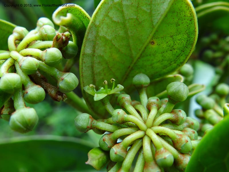 Aralia, SAN.153245--Malaysia, Sabah. Tawai For. Res. 9 Apr 2012. DSC07890 (81).JPG