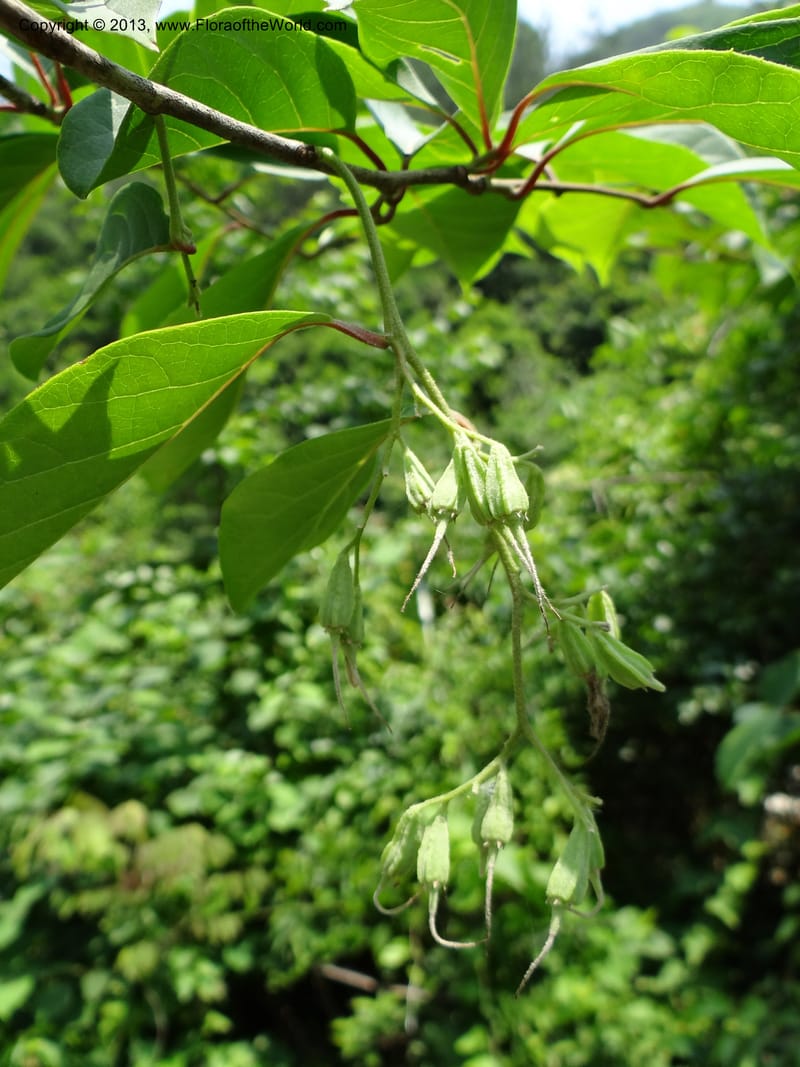 Pterostyrax corymbosus, Li Pan 1205274--China. Zhejiang Prov. Shunxi Village. 28 May 2012. DSC00347 (172).JPG
