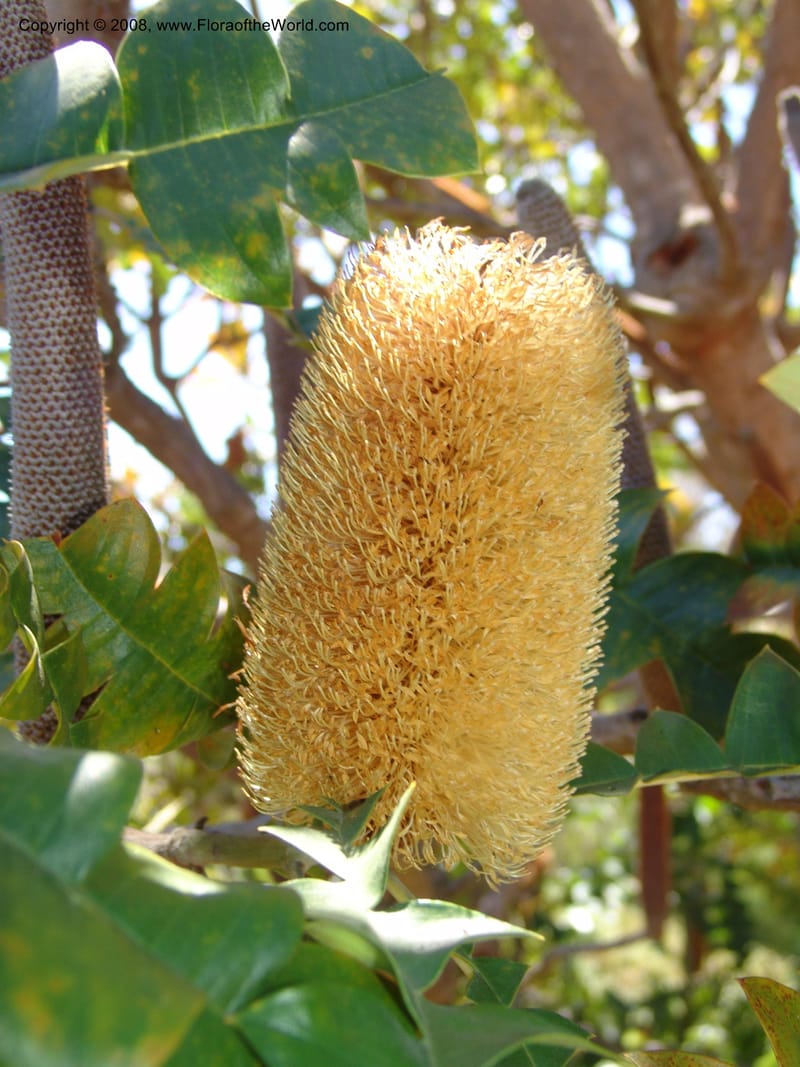 Banksia grandis, 88.120--CA. UC Santa Cruz Arboretum.  1 Jul 06. 097.jpg