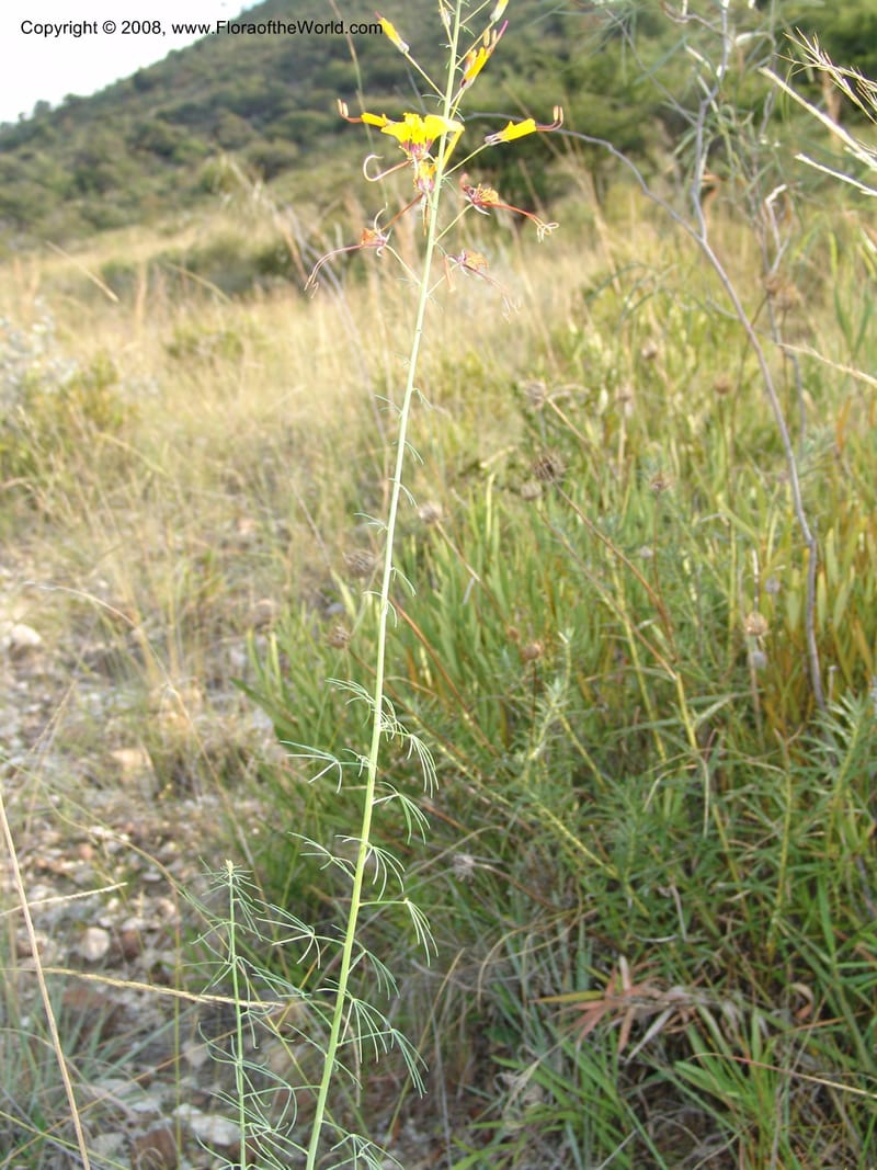 Cleome angustifolia--So.Africa. Mpumal. R577 N of Lydenburg. 16 Mch 05. 147.jpg