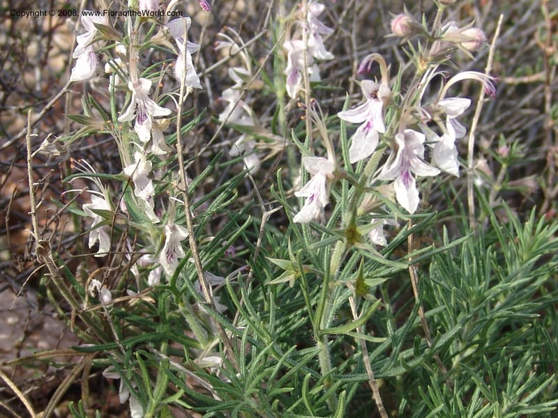 Teucrium pseudochamaepitys--Spain. Prov. Alm. Cabo d Gata. Jard.Bot.El Abardinal. 23 Apr 05. 137.jpg