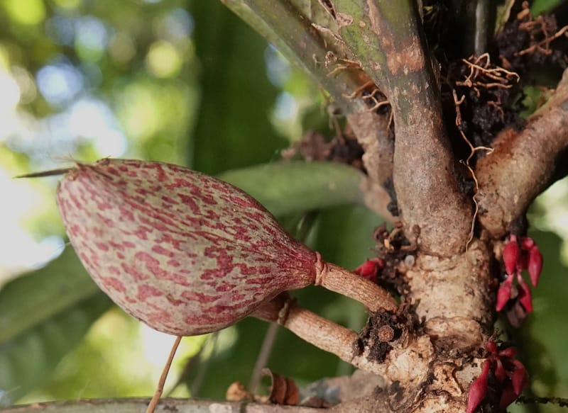 Allexis cauliflora, C. Davidson 13958--Gabon. Arb. Sibang. 5 Nov. 2018. DSC02235 (125).JPG
