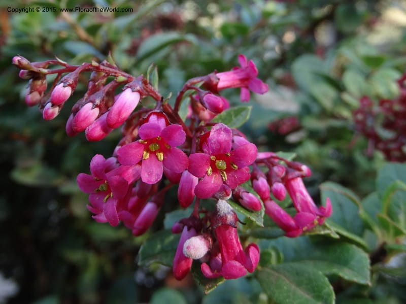 Escallonia callcottiae, Ricci, M --Chile. Juan Fernandez. SJB. 21 Feb 2015. DSC08963 (97).JPG
