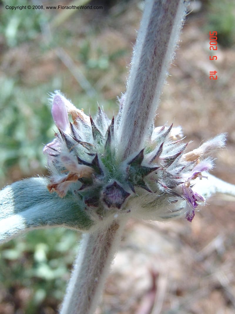 Stachys cretica--Crete. Ep. Apokoronos. Diktamos Gorge, ca. Stylos. 23 May 05. 027.jpg