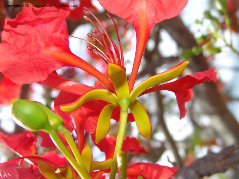 Delonix regia, ROR1560--Madag. Prov. Antsir. Orangea For. Pres. 9 Nov 06. 220 (15).jpg