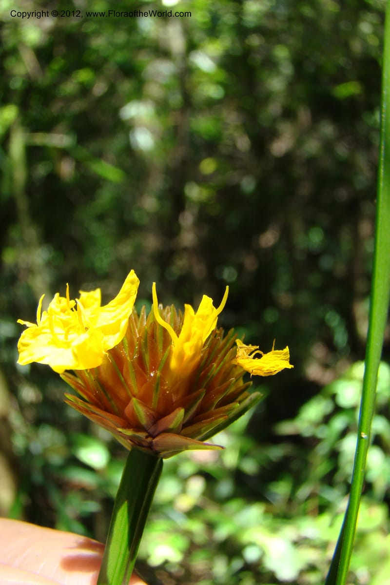 Xyris, Regalado 1745--Viet Nam. Thua Thien Hue Prov. Phu Loc Distr. Bach Ma. 13 Apr 09. 297.jpg