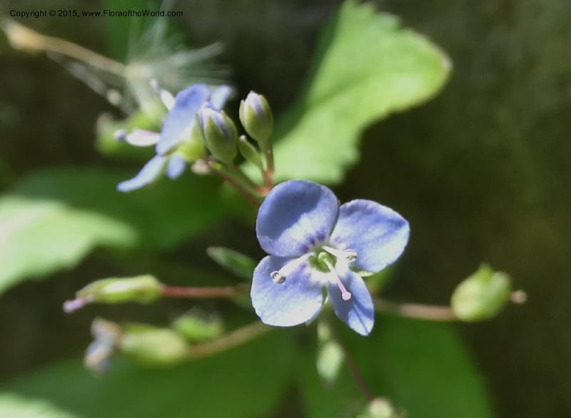 Veronica americana, Davidson, C 12583--ID. Idaho Co. Rd. to Seven Devils. Small Cr. 15 Jul 2014. DSC00072 (2).JPG